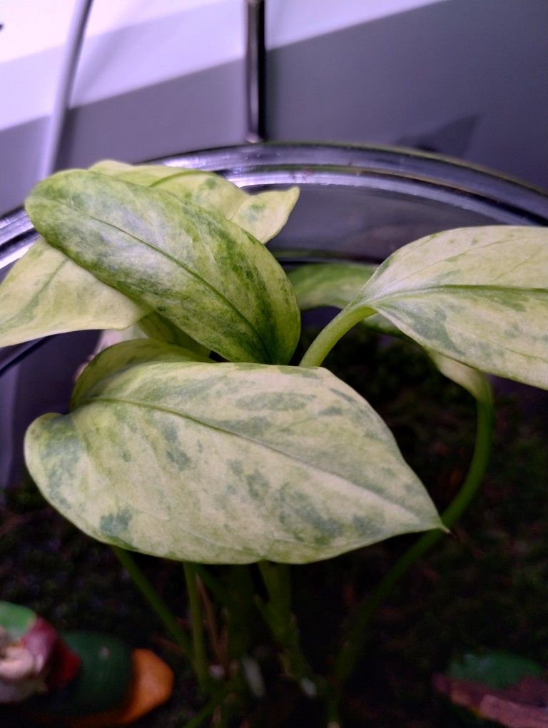 Anthurium Vittarifolium Variegated