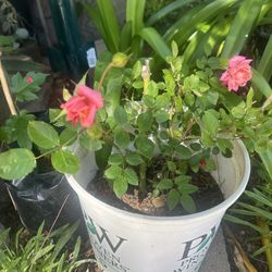 Rose Plants 