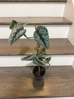 Silver Pothos plant rare in pot growing young