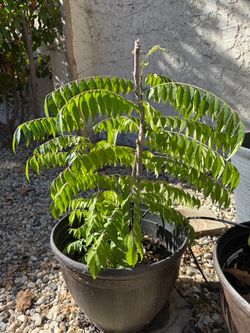 Potted Curry leaf plant