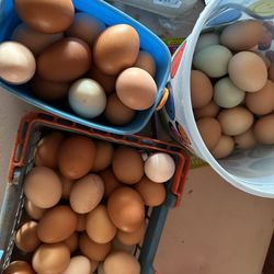 Free Range Farm Eggs