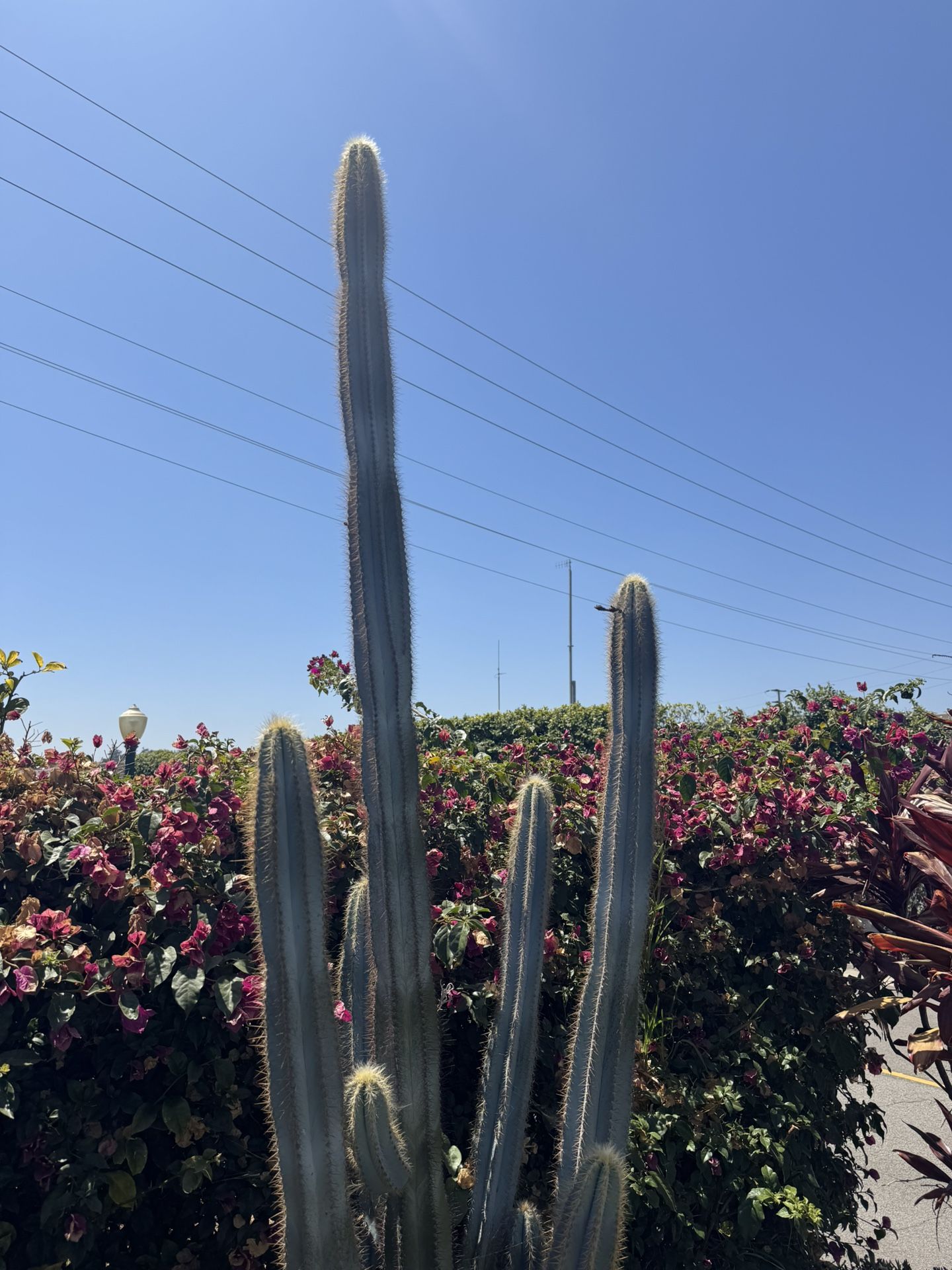 Large Cactus