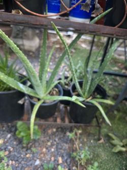 plantas de savila