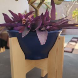 BEAUTIFUL SUCCULENTS WITH WOODEN VASE 