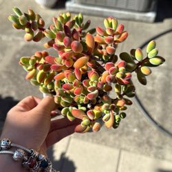 Succulent Plants 5.5” Pot