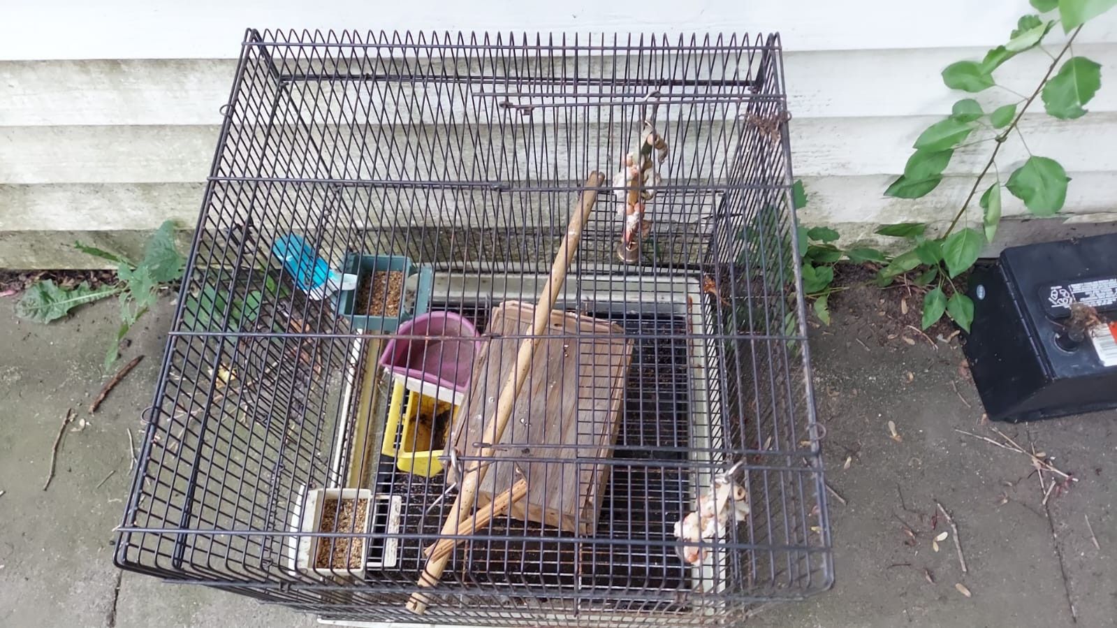 Bird Cage