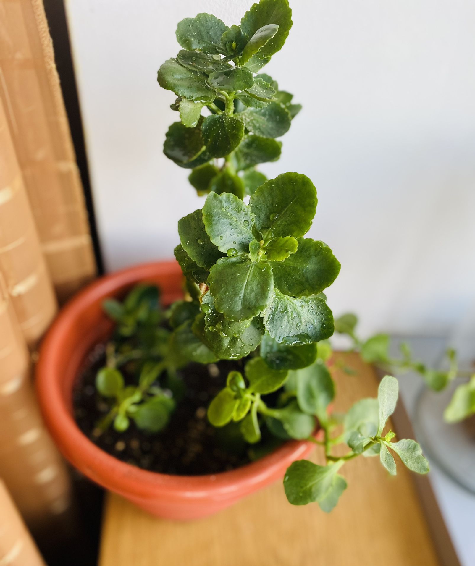 Still Young Kalanchoe Plant. Help To Deliver Local