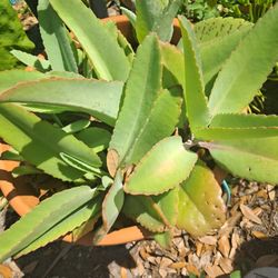  Lots of plants five and ten dollars each