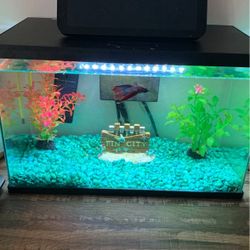 12 Gal Beta Fish Tank 