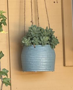 Hanging Succulent 