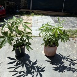Money Plants 