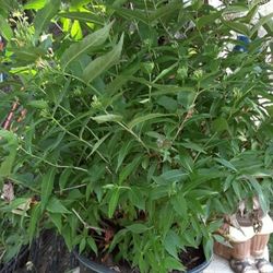 Southern Bush Honey Suckle