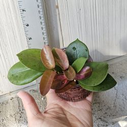 Hoya Australis Plant (Reverted Hoya Lisa)
