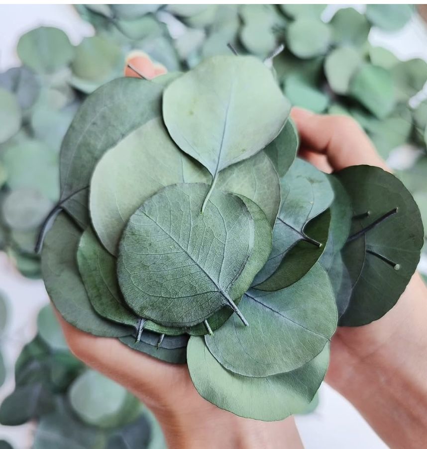 Dried Eucalyptus Leaf