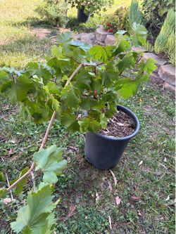 Grape plant