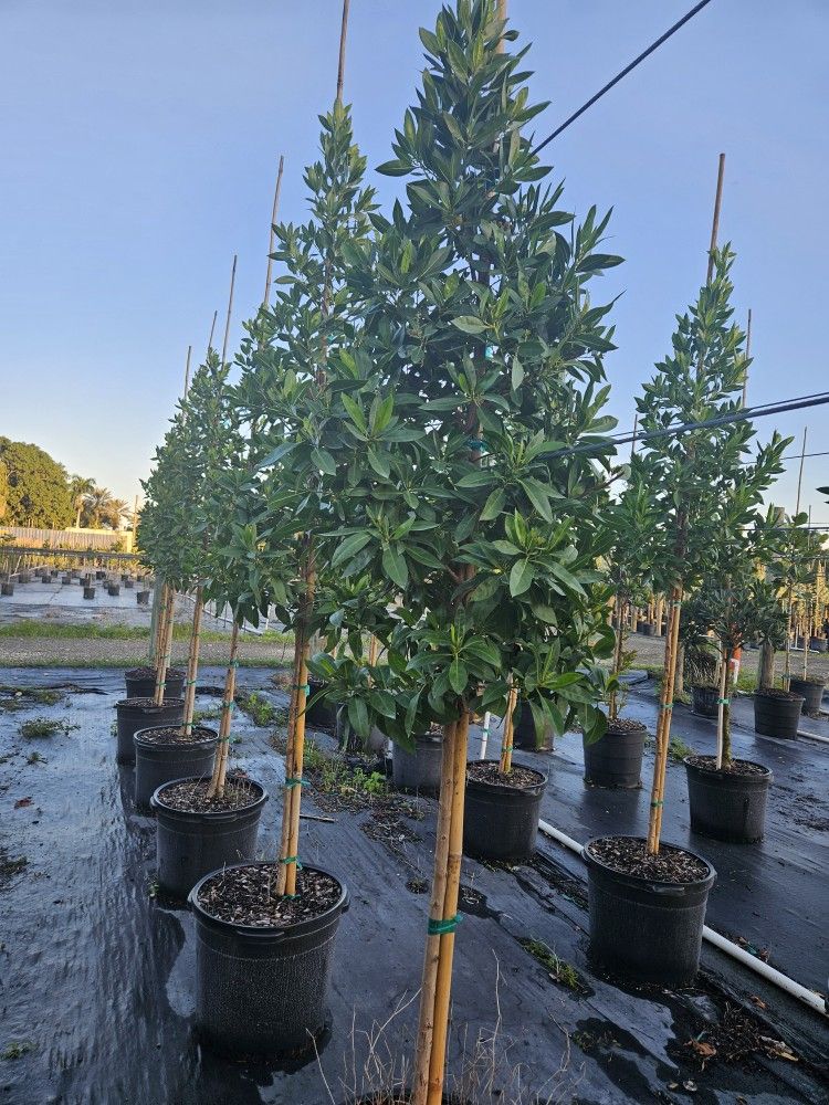 Green bottom wood trees over 6 feet tall Instant decoration perfect for privacy