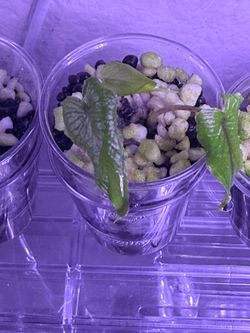 Alocasia Jacklyn sprouted corms