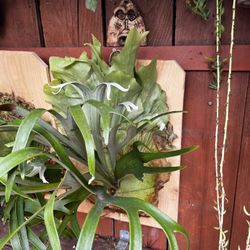 Staghorn Ferns