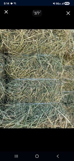 Alfalfa