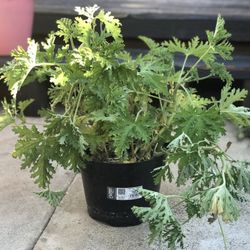 $6 Citronella plant
