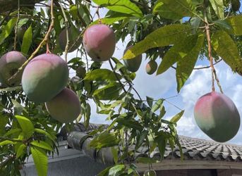 Mango Trees