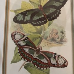 Framed Print Of Beautiful Butterflies