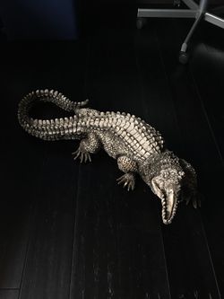 Crocodile Art