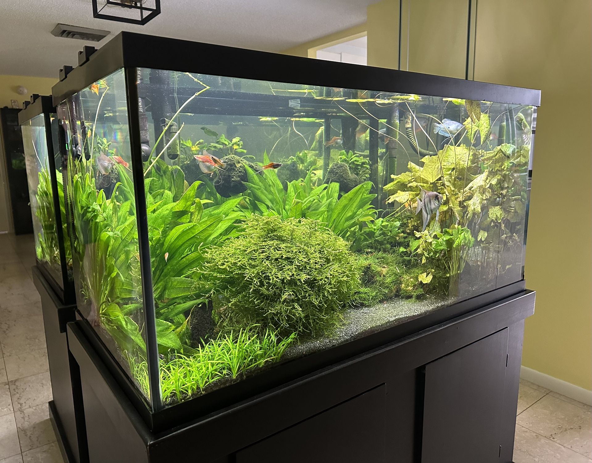 Complete 120-Gallon Aquarium Setup