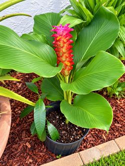 🌿 Beautiful Turmeric Plant / Turmeric Flower for Sale  Healthy and beautiful turmeric plant with lovely tropical flowers. Great for the garden, patio