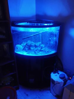 Salt water fish tank 55 gallons
