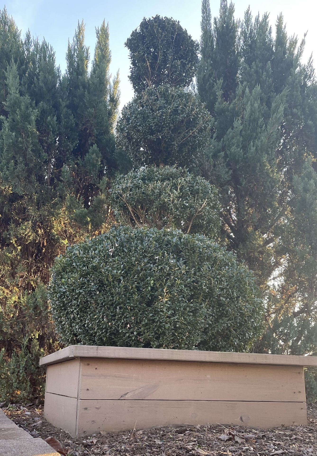 Boxwood Poodle Pom Pom Topiaries