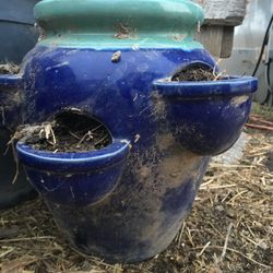 Strawberry Plant Pot