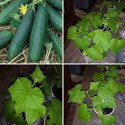 Organic cucumber plants 2 For$3 Or 3-4 Plants for$4