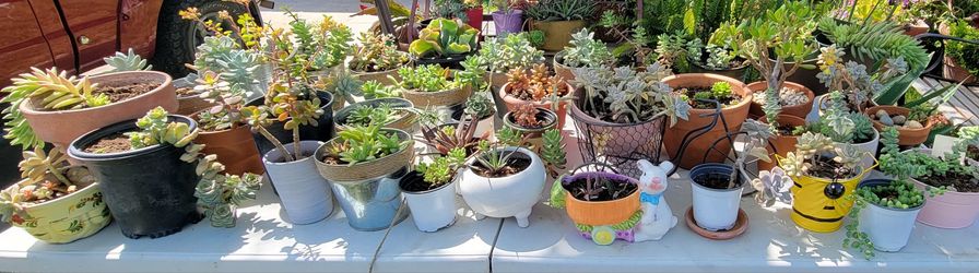 Different Succulents For Sale