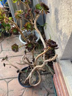 Green tall plant