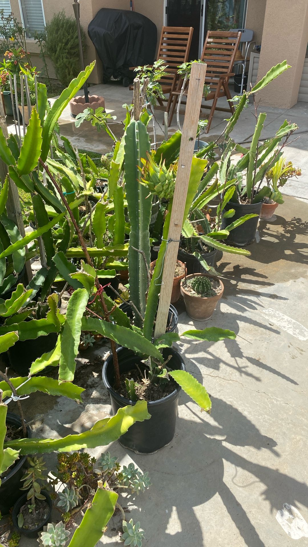 Dragon Fruit ( Red)