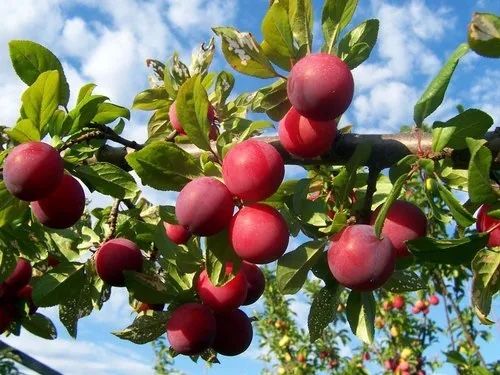 Scarlet Beauty Plum Trees