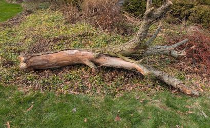 Fallen Tree