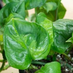 RARE Reverted Manjula Plant / Indoor Plant/ House Plant