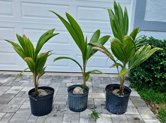 Fiji Dwarf (Niu Leka) Coconut Palm Tree
