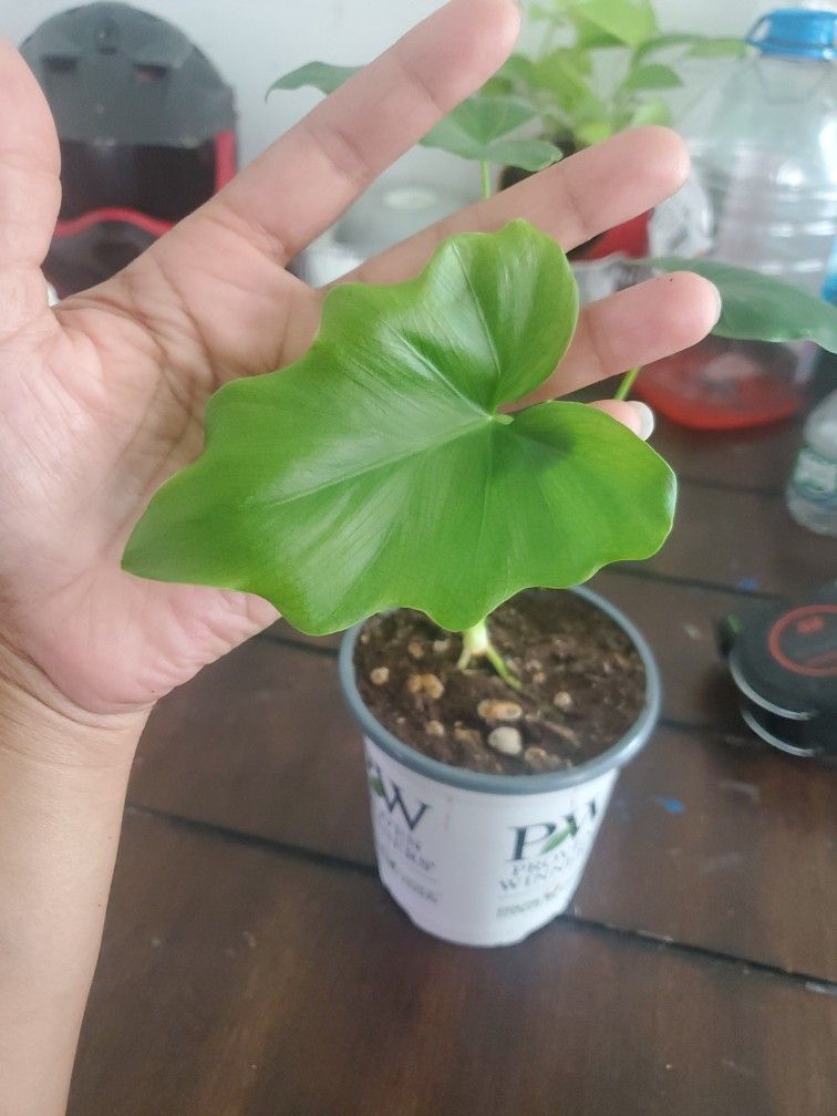 Split-Leaf Philodendron (Selloum)