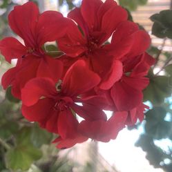 Ivy Pelargonium Geranium RED