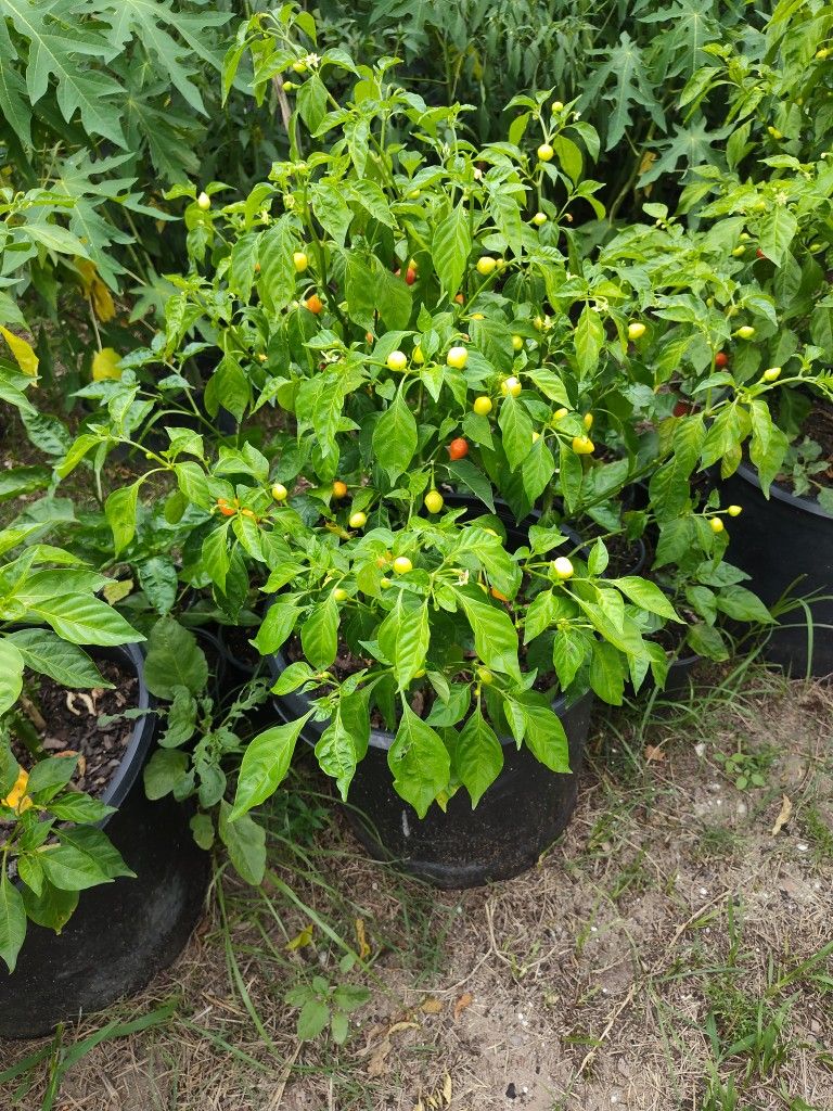 Wiri Wiri Pepper Plant 10 Gallon