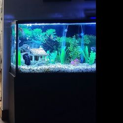 55 Gallon Fish Tank W/stand