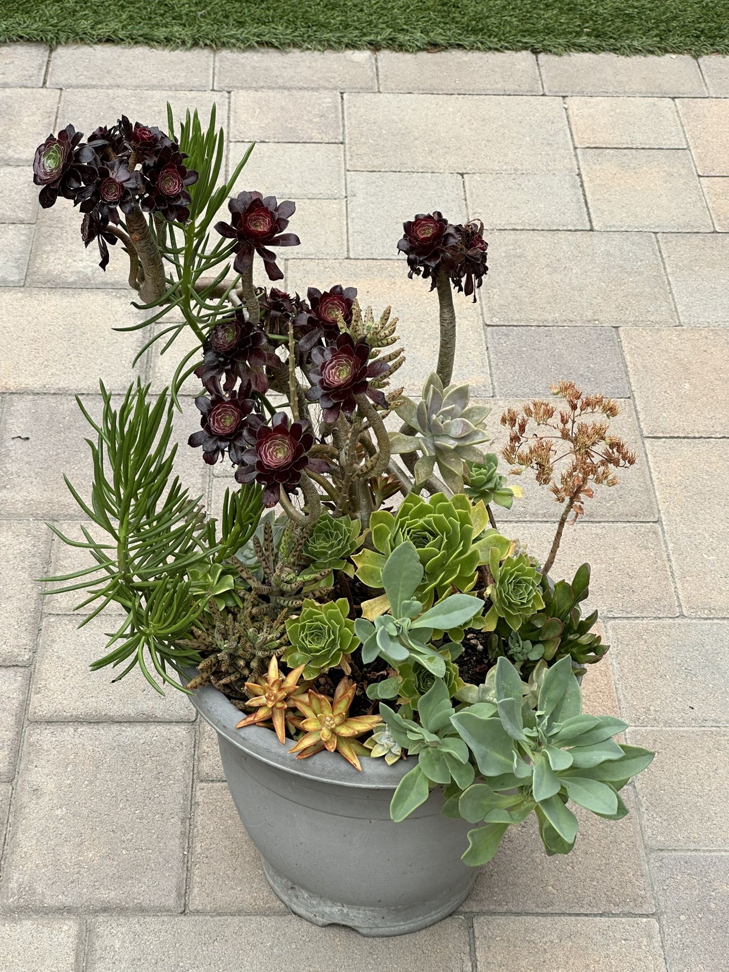 Assorted Succulent Plants