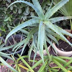 Aloe Vera Plants In A Pot 