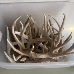 Deer antlers mixed sizes 