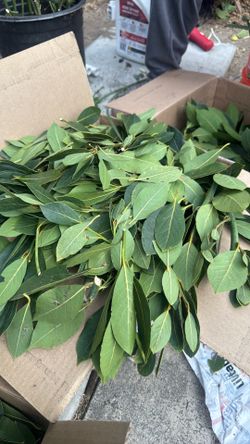 Organic bay leaf a whole box for $20