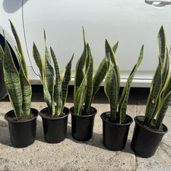 Snake Plant 10$ Each