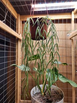 Hoya Linearis